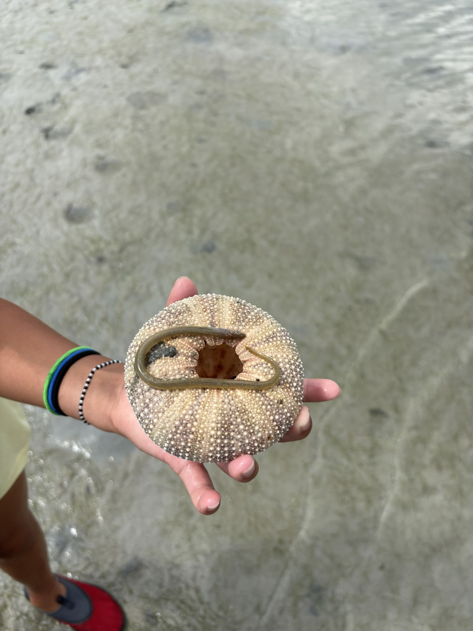 Hand holding a beige sea urchin shell with a brown center over wet sand
