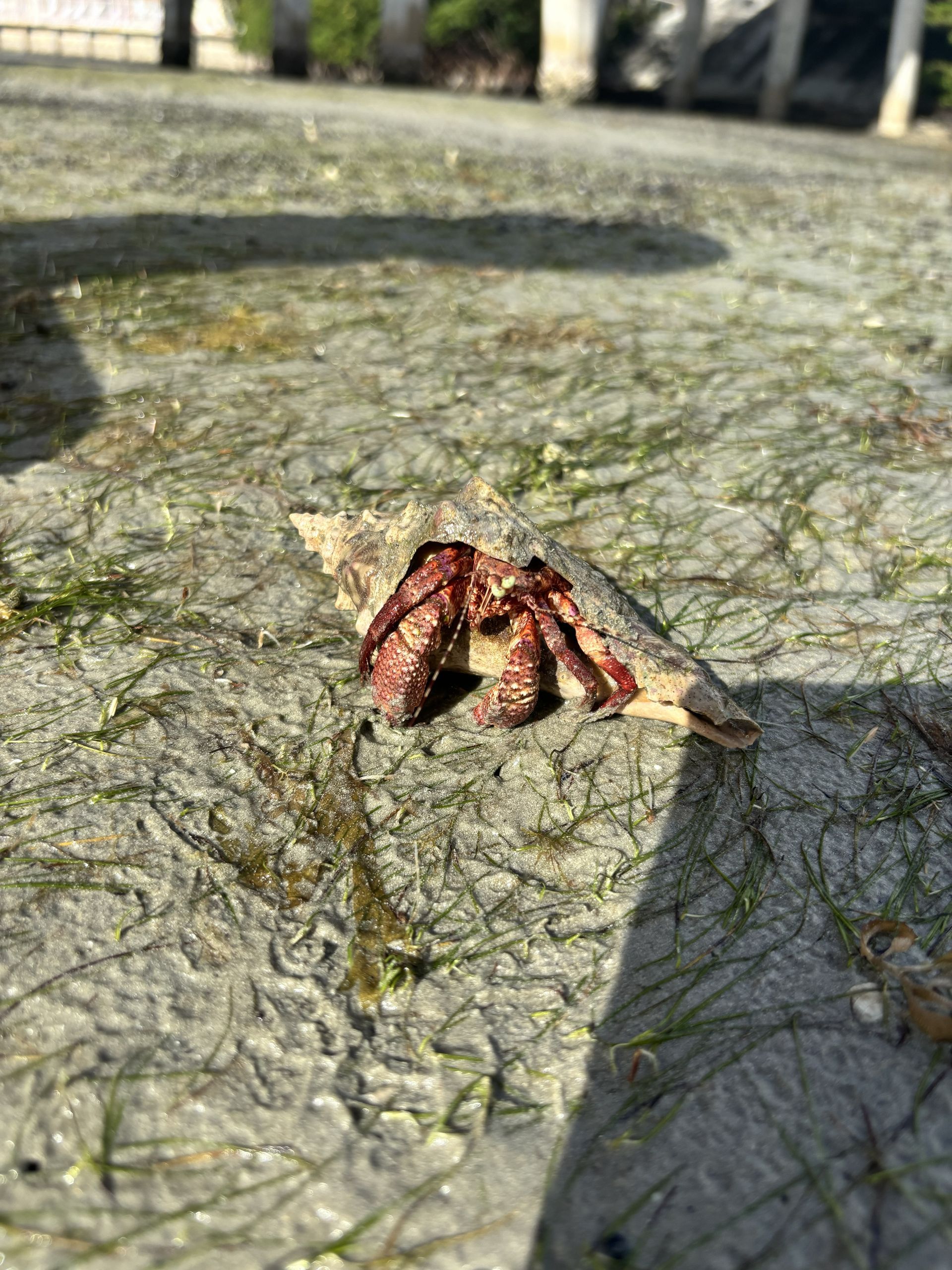 Small reddish-brown crab on a wet rock with a dark shadow in sunlight