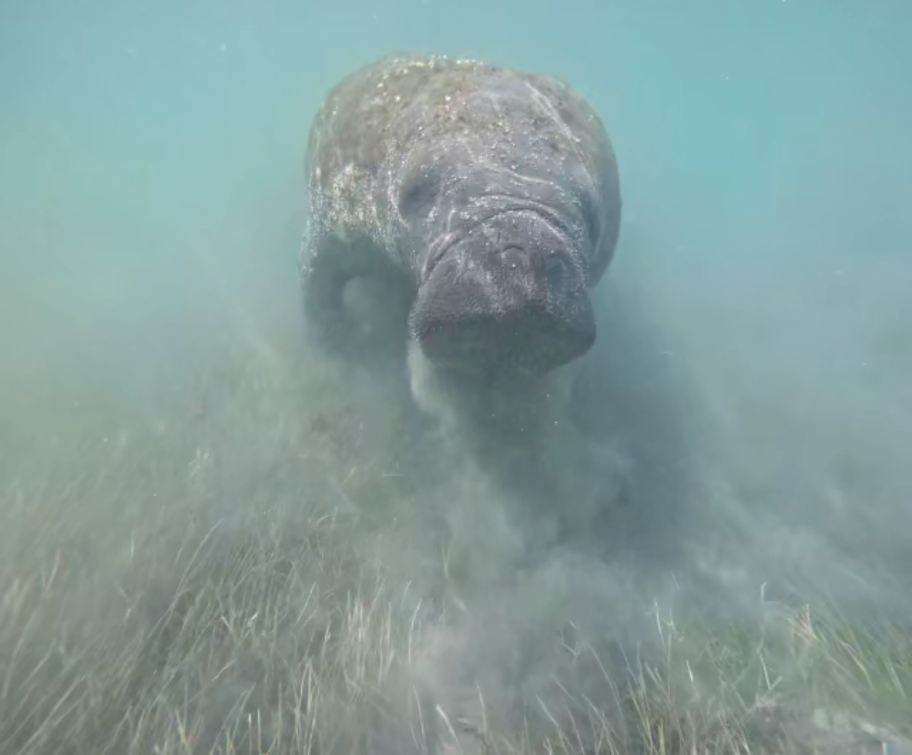Manatee swimming underwater through murky seagrass