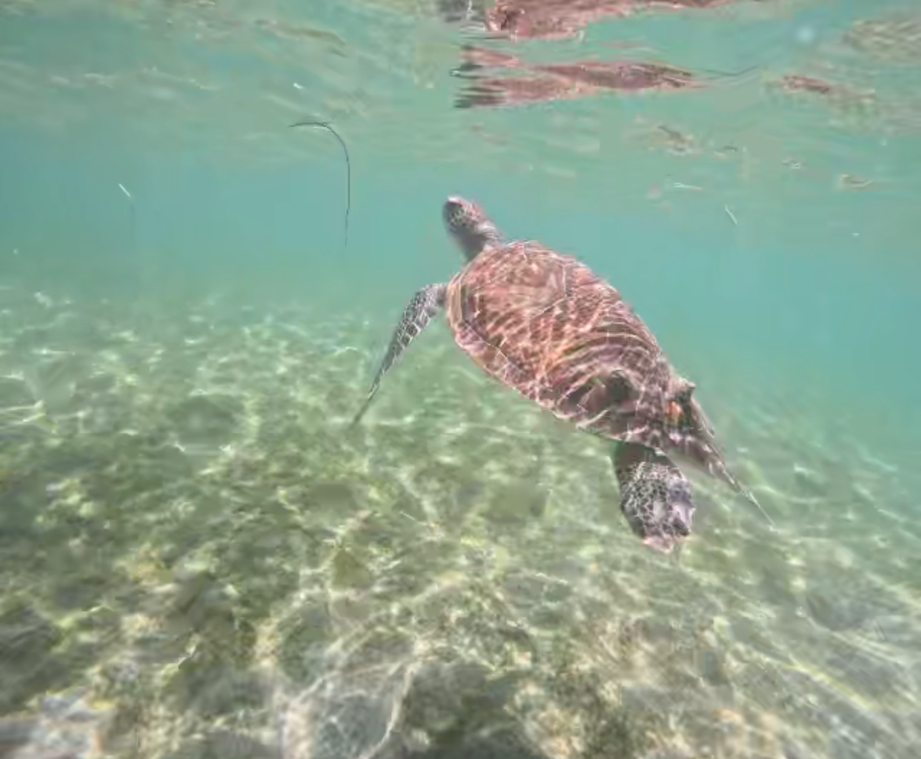Sea turtle swimming underwater in clear turquoise water over a sandy seafloor