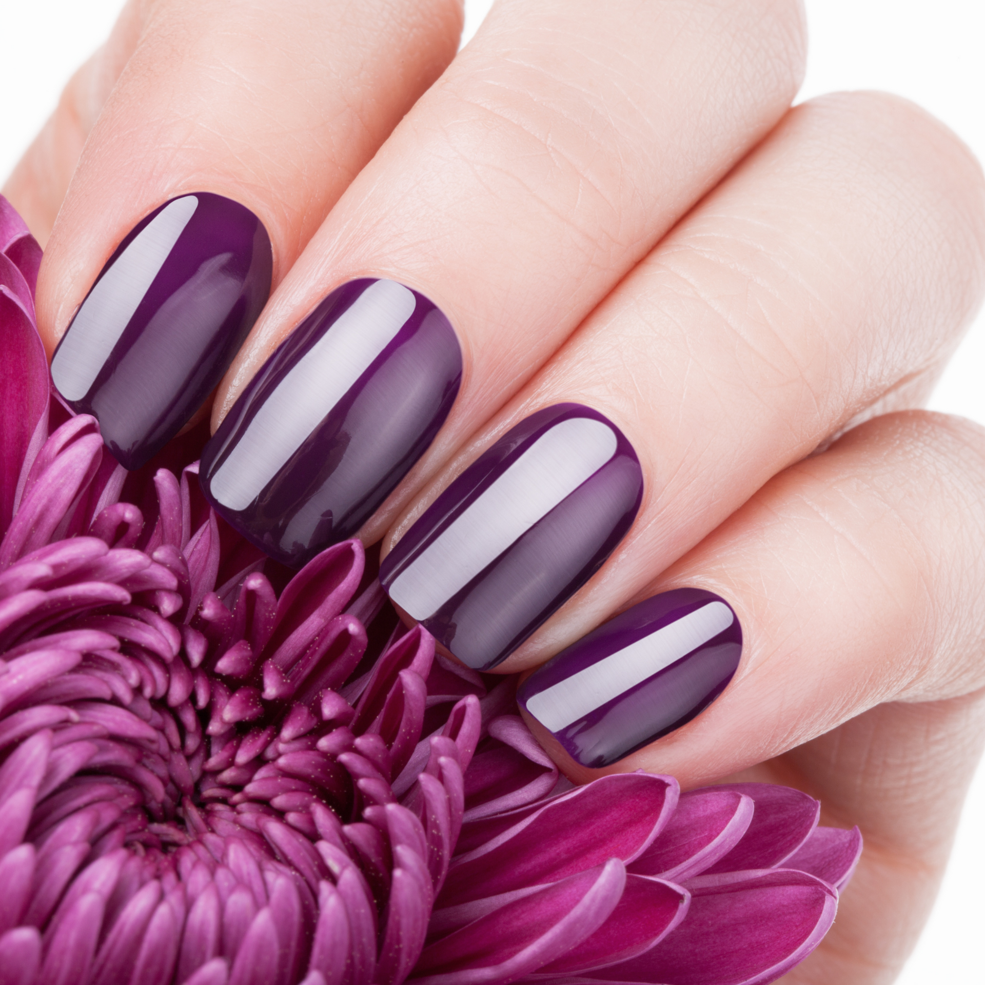 Mano bien cuidada con uñas brillantes de color morado oscuro descansando sobre una flor morada.