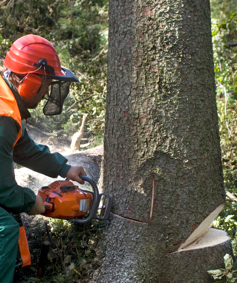 A man is cutting a tree with a chainsaw