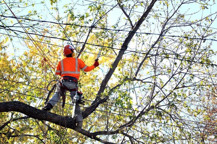 All Around Landscape & Tree Service | Tree Service in Fairport, NY