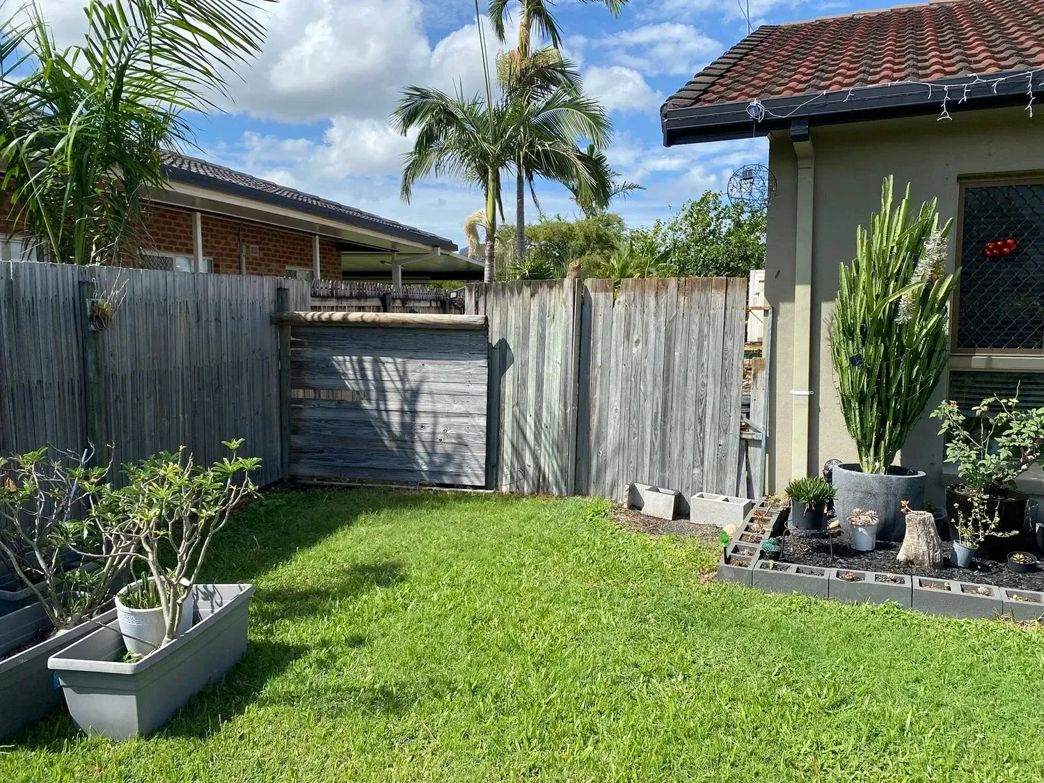 A backyard lawn with a tall wooden fence, a potted cactus, and small shrubs in grey containers under a sunny blue sky.