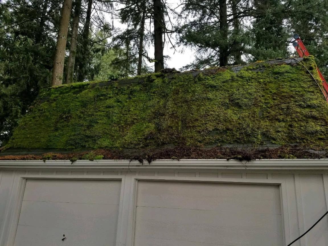 Moss-covered roof atop a white garage with trees in the background