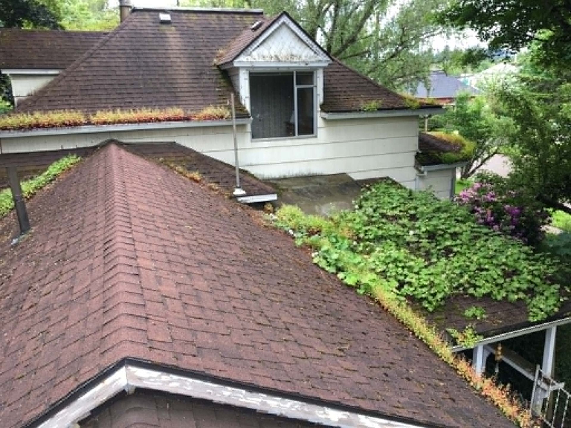 Overlapping shingled rooftops beside a house with a green, plant-covered lower roof and trees around it