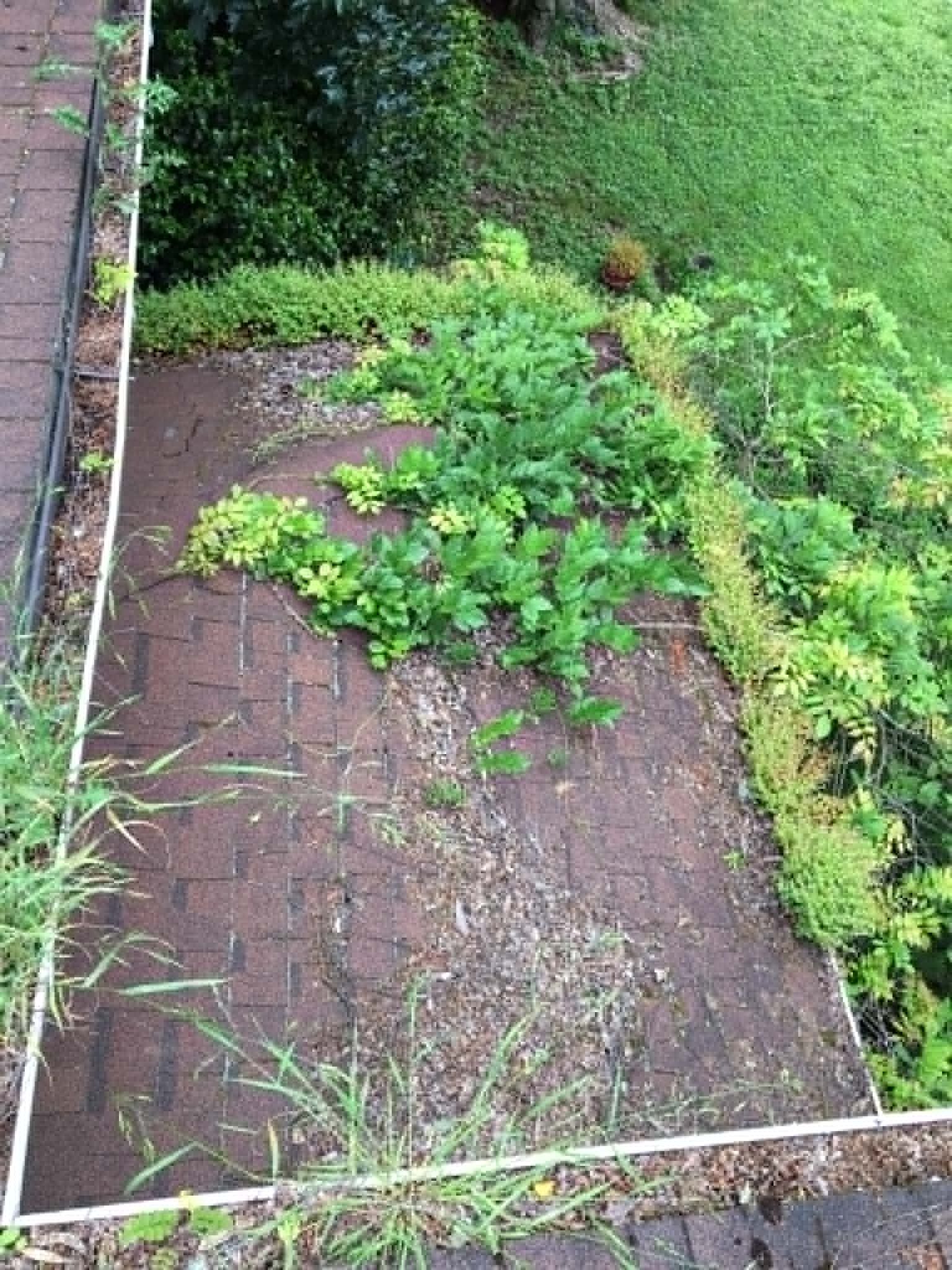 Overgrown weeds on a brick patio beside a brick wall and dense green vegetation