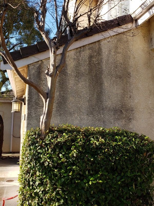 Stucco exterior wall with a trimmed hedge and tree branches beside a walkway
