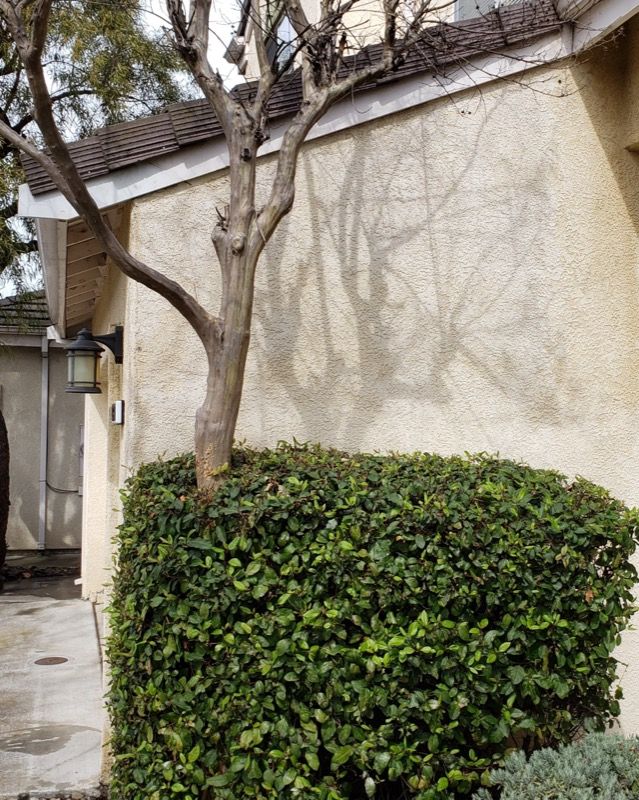 Tree and dense green hedge beside a beige stucco wall in an outdoor courtyard.