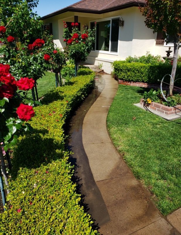 Curved garden walkway beside rose bushes leading to a house with a lawn and hedge