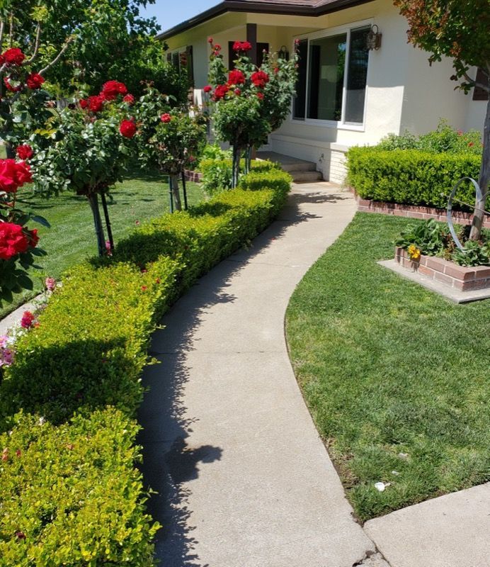 Curved concrete walkway through a manicured garden leading to a house with roses and trimmed hedges.