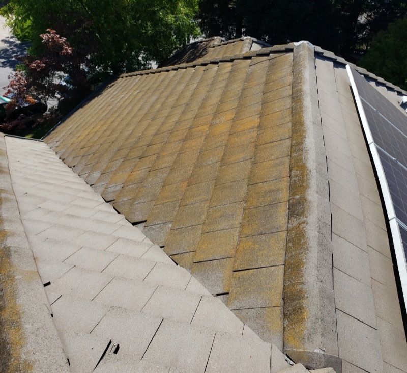 Sloped roof with weathered tan shingles and a strip of white roofing along the side, bordered by trees