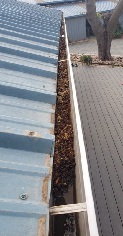 Blue metal roof beside a narrow gutter filled with leaves next to a tree and paved walkway