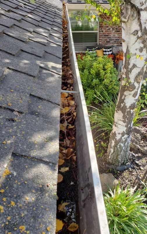 Gutter beside a shingled roof, with leaves in the drain and a tree and shrubs below