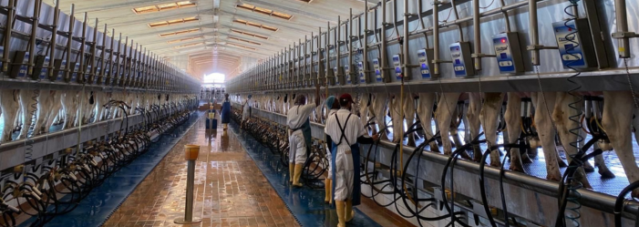 Dairy Farming Jobs in Saudi Arabia