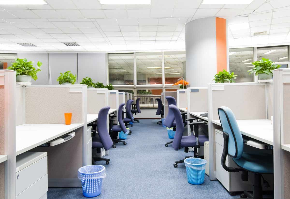 Empty office cubicles with blue carpet, plants, and natural light.