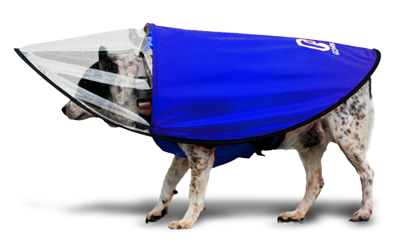 Dog wearing the GOShelter Dog Rain Canopy Gear in blue and white dog drying coat, with a mesh visor.