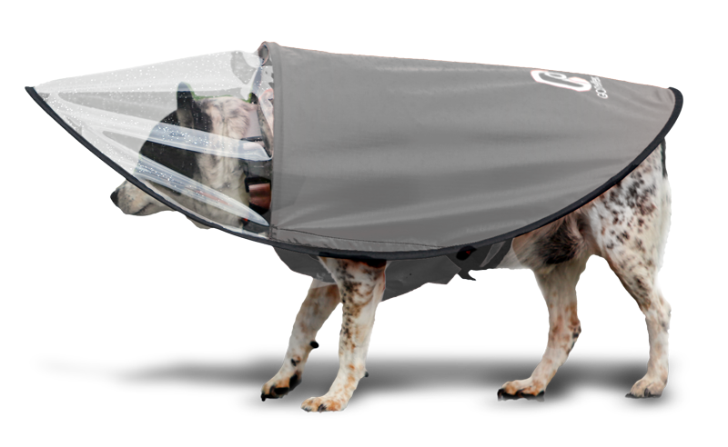 Dog wearing  the GOShelter Dog Rain Canopy Gear in battleship gray with a clear visor, walking forward.