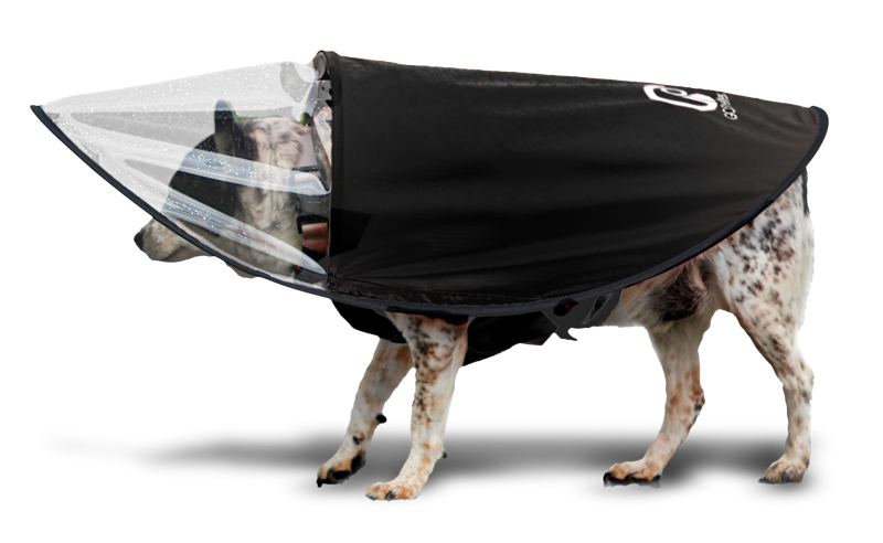 Dog wearing  the GOShelter Dog Rain Canopy Gear in black and clear protective covering.