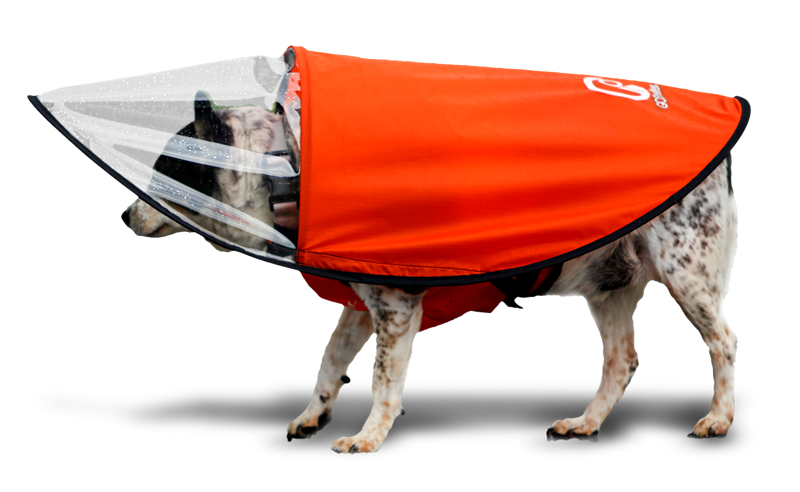 Dog wearing  the GOShelter Dog Rain Canopy Gear in orange rain jacket with a transparent visor.