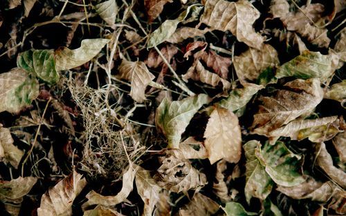 Quietfall Camo Pattern One-Way Privacy Film with dried leaves, muted browns and greens, scattered on the ground, with some small twigs.