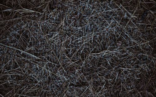 Ashgrass Camo Pattern One-Way Privacy Film with a close-up of a bed of dark, dried grass, some with frost-like coating, against a dark background.