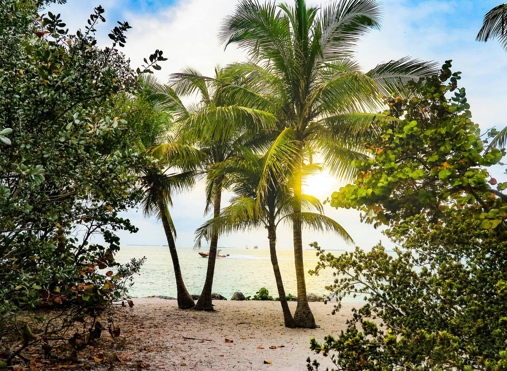 Palm trees on a sandy beach, sunlight peaking through, with green foliage and blue sky in the background.
