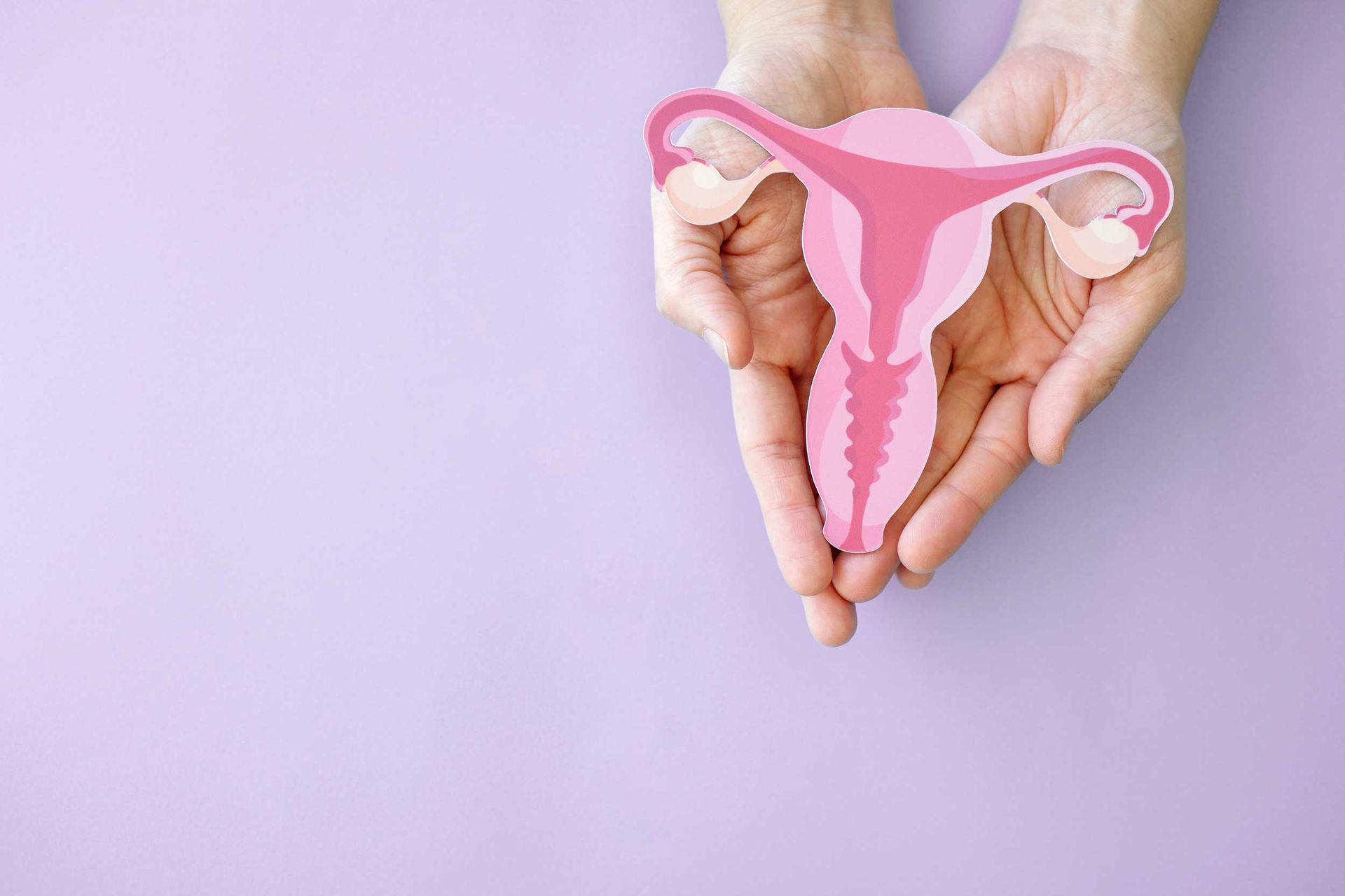 Hands hold a pink uterus illustration against a soft purple background. Hands hold a pink uterus illustration against a soft purple background.