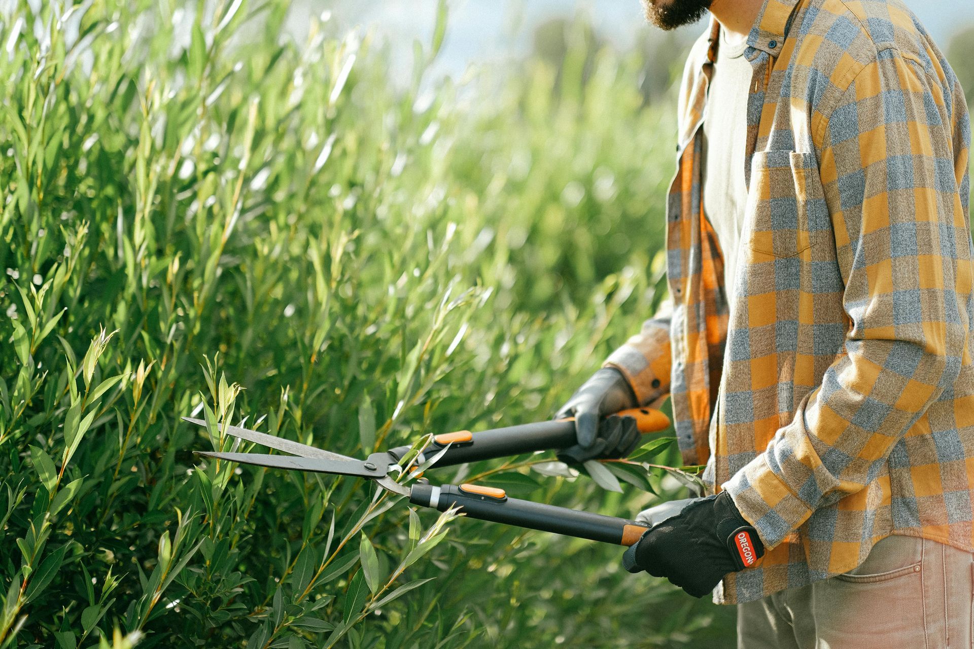 Clean-up of overgrown garden and trimming or shrubs