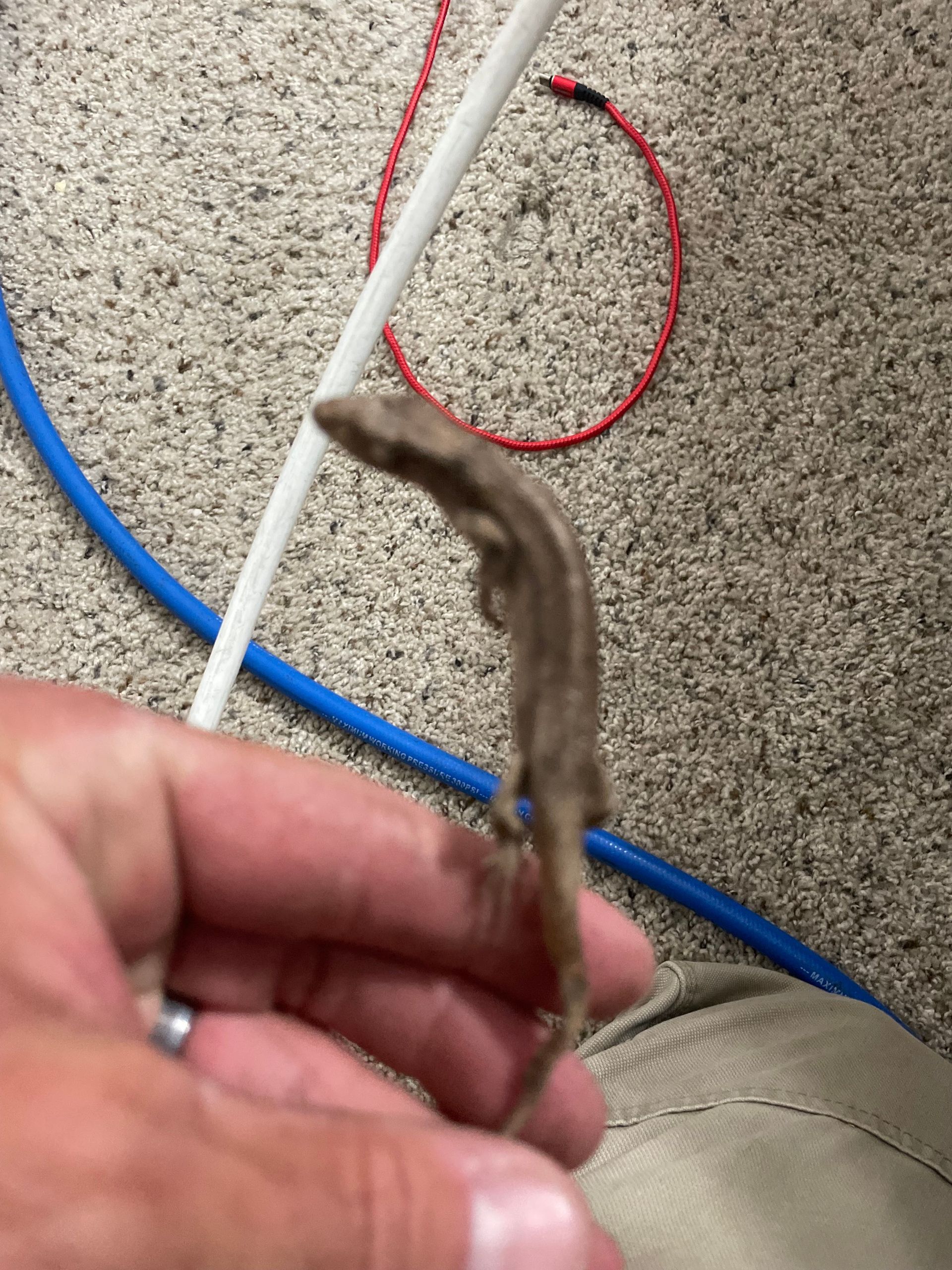 Hand holding a small brown lizard over carpet, with blue, white, and red cables nearby
