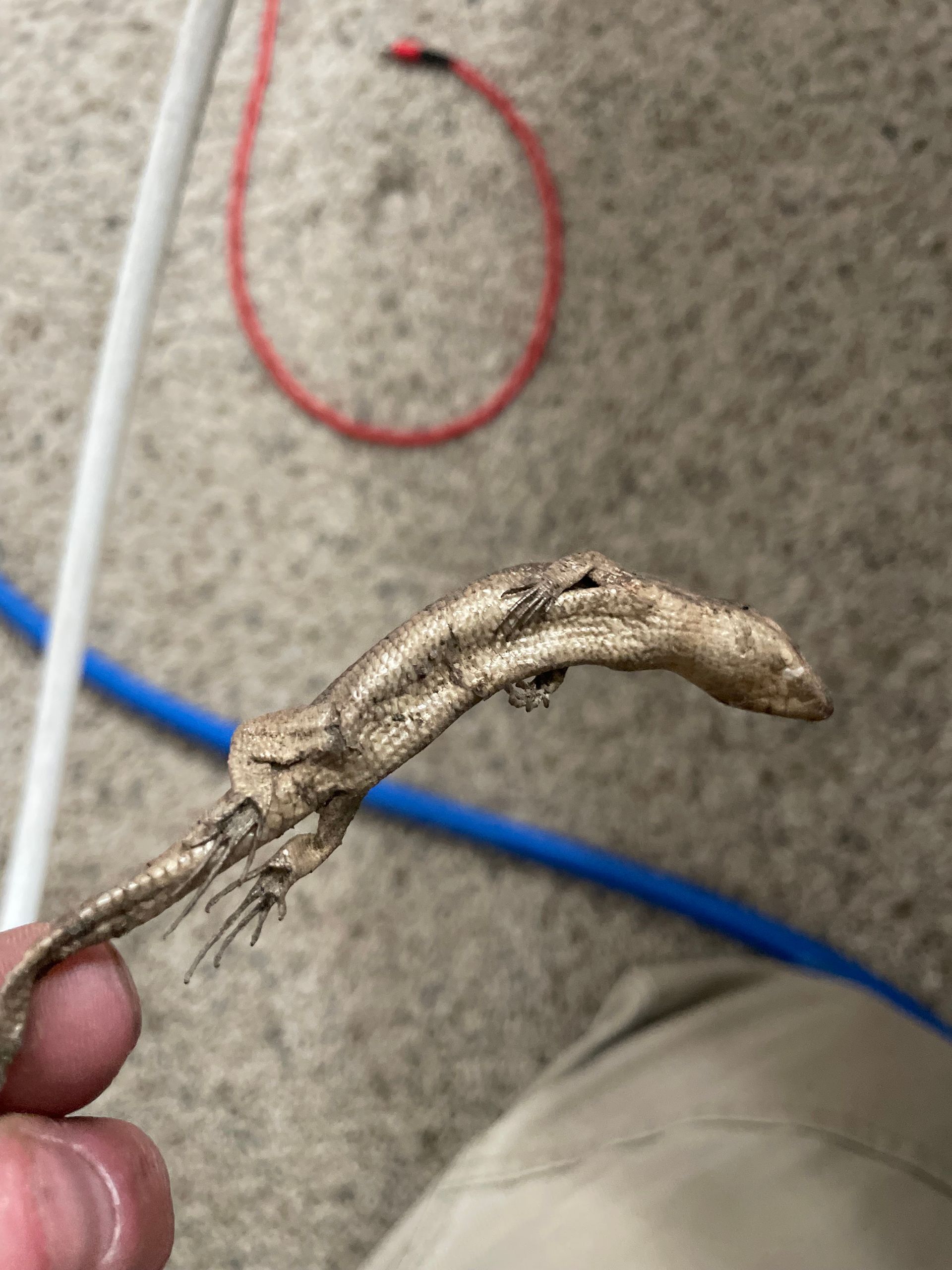 Hand holding a bent, muddy plant root over carpet with a red cord in the background