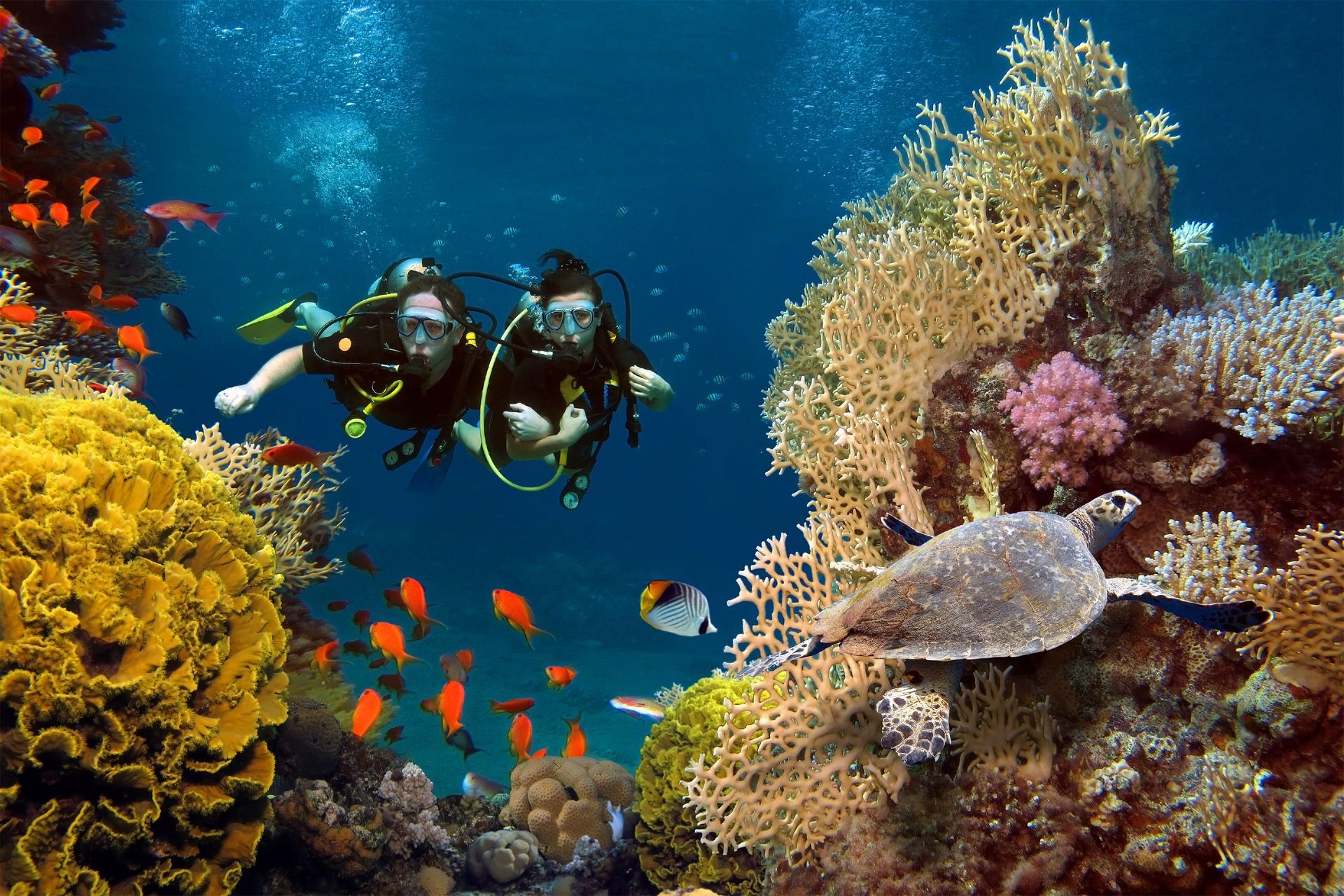 Two scuba divers over a colorful coral reef with fish and a sea turtle