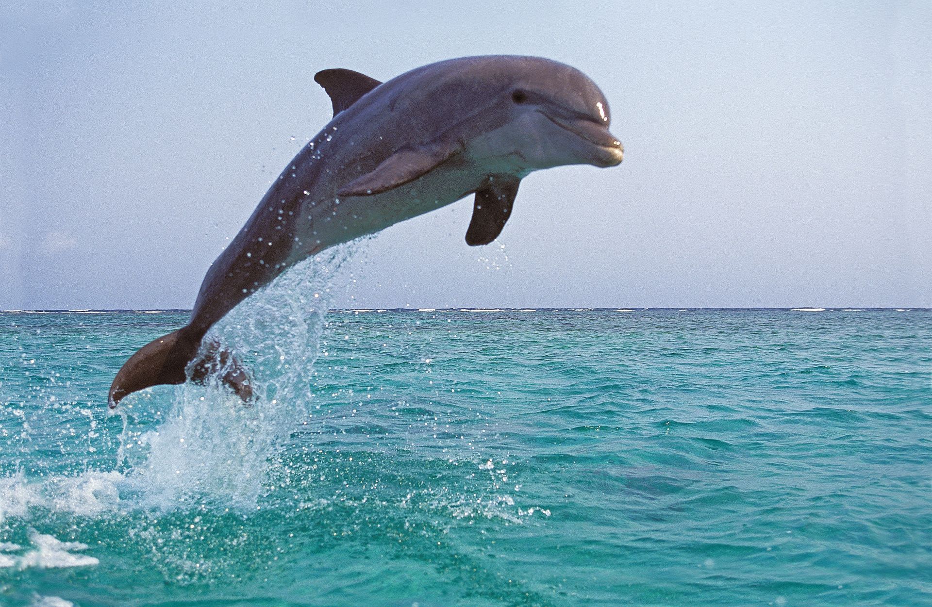 Dolphin leaping out of turquoise ocean water with splash under a cloudy sky