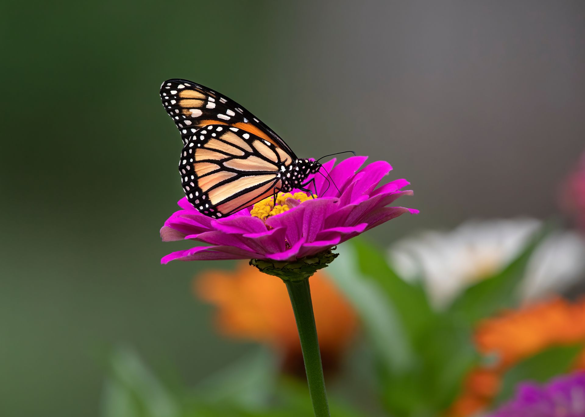 Monarch butterfly perched on a bright pink flower against a blurred garden background