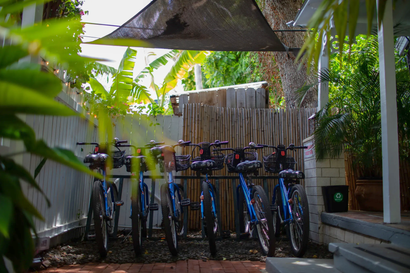 Bicycles parked under a thatched canopy in a leafy outdoor area