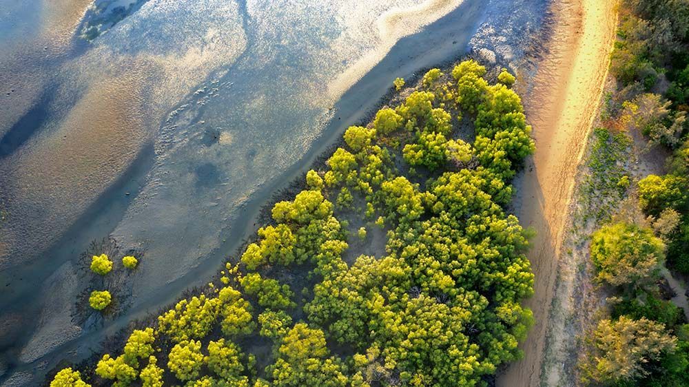Drone Photo Of Mangroves Beside Mudflats, Bushland Beach — Austen Landscaping & Earthmoving in Bushland Beach, QLD