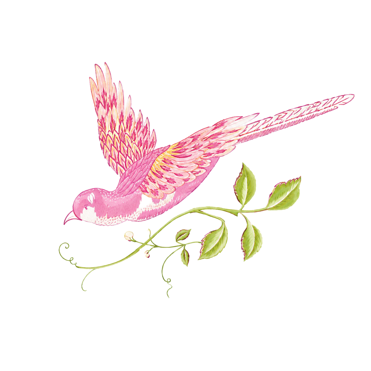 Pink and orange bird in flight carrying a leafy green vine