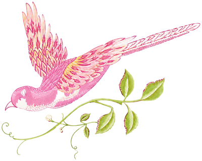Pink hummingbird hovering above green vine leaves on a white background