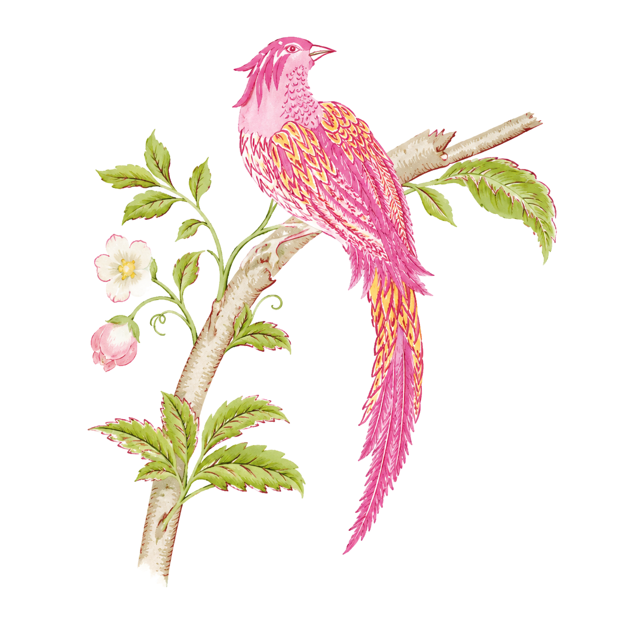Pink hummingbird hovering above green vine leaves on a white background