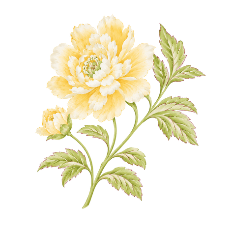 Yellow watercolor peony with green leaves and a small bud on a white background