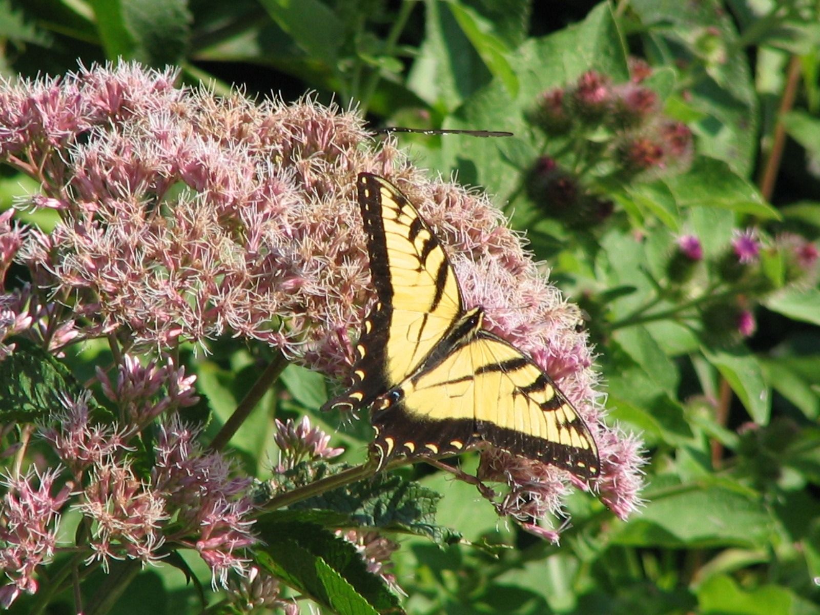 Swallowtail