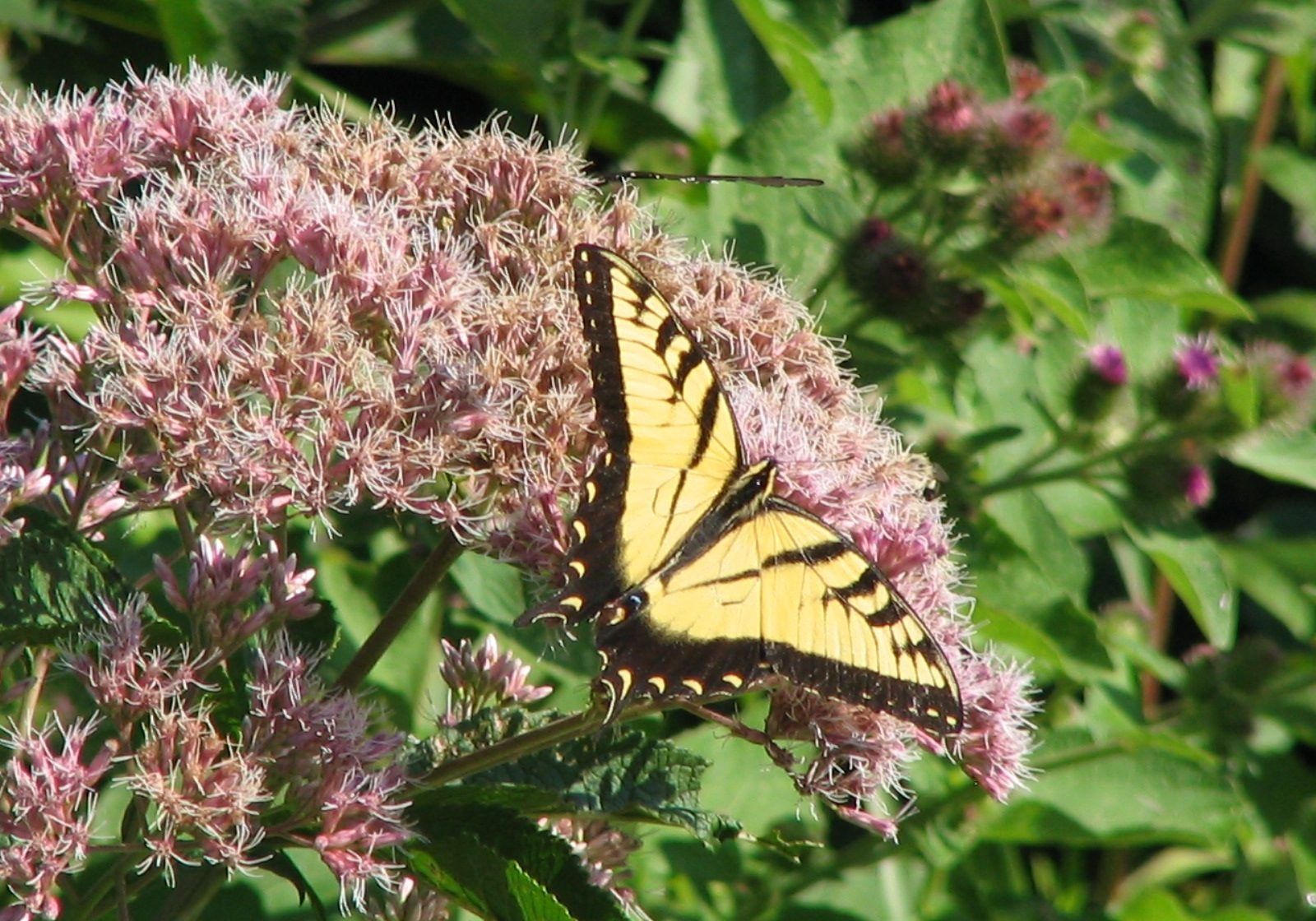 Swallowtail