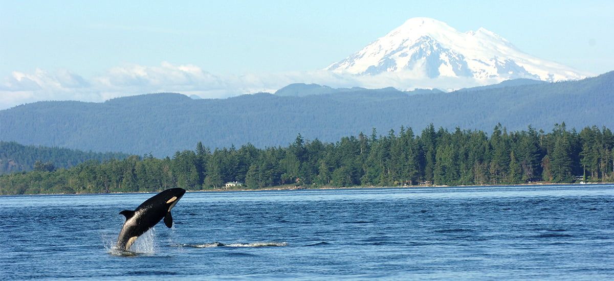 Orca breaching in a blue bay with a forested shoreline and snowy mountain in the background