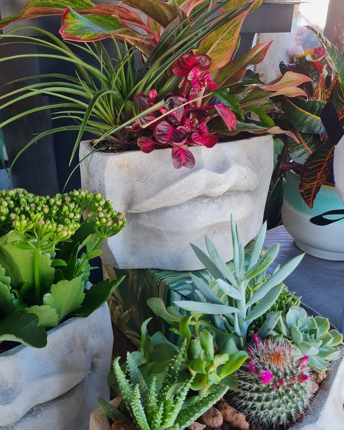 Varietà di piante grasse e tropicali in vaso disposte all'interno su un tappeto scuro.