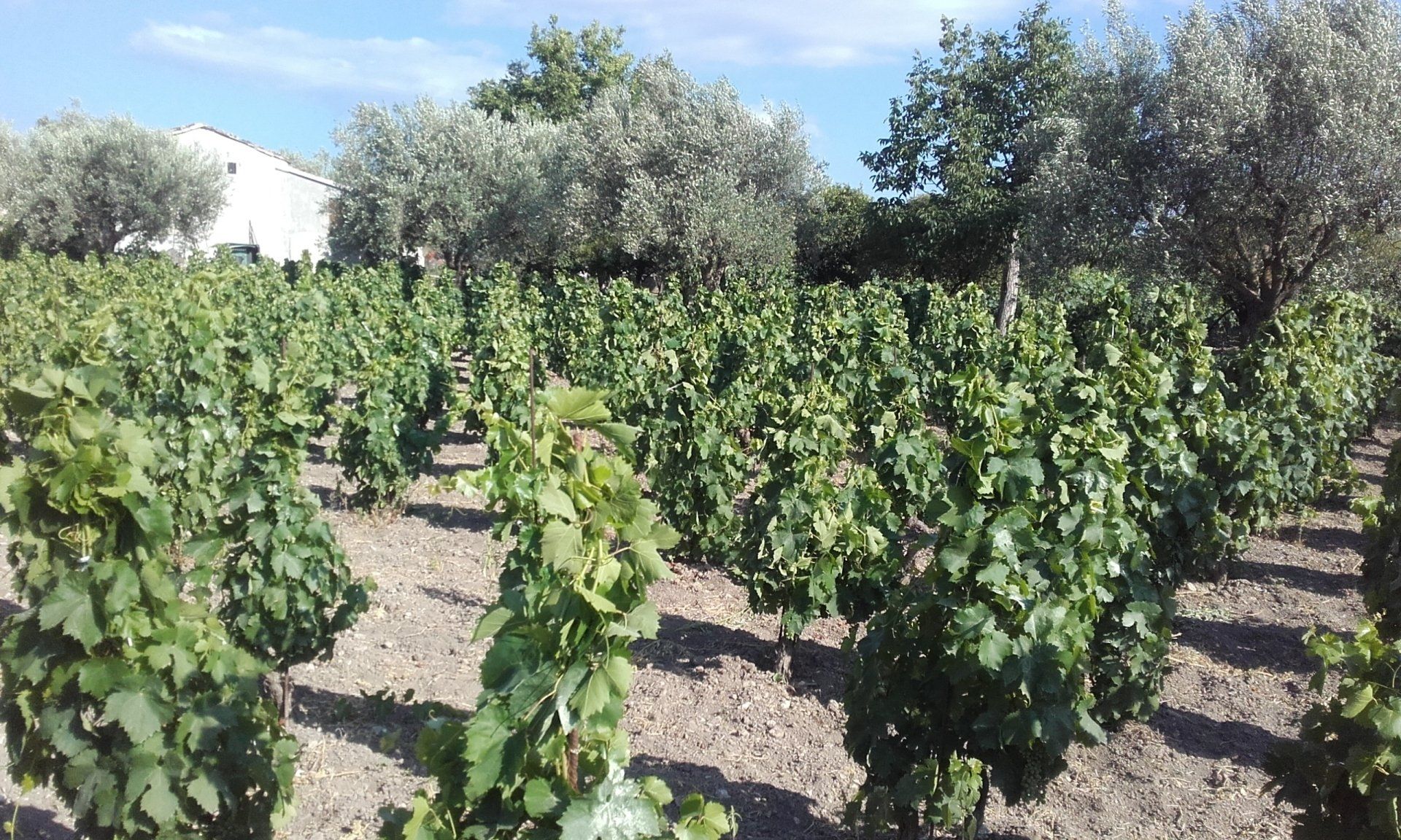 azzaro vini