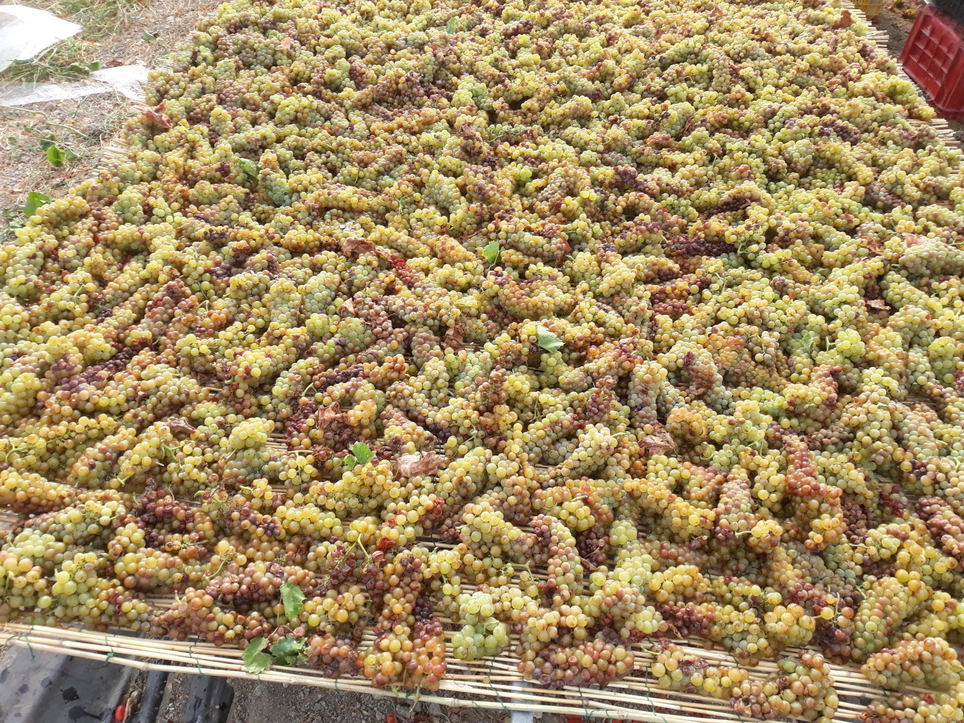 azzaro vini