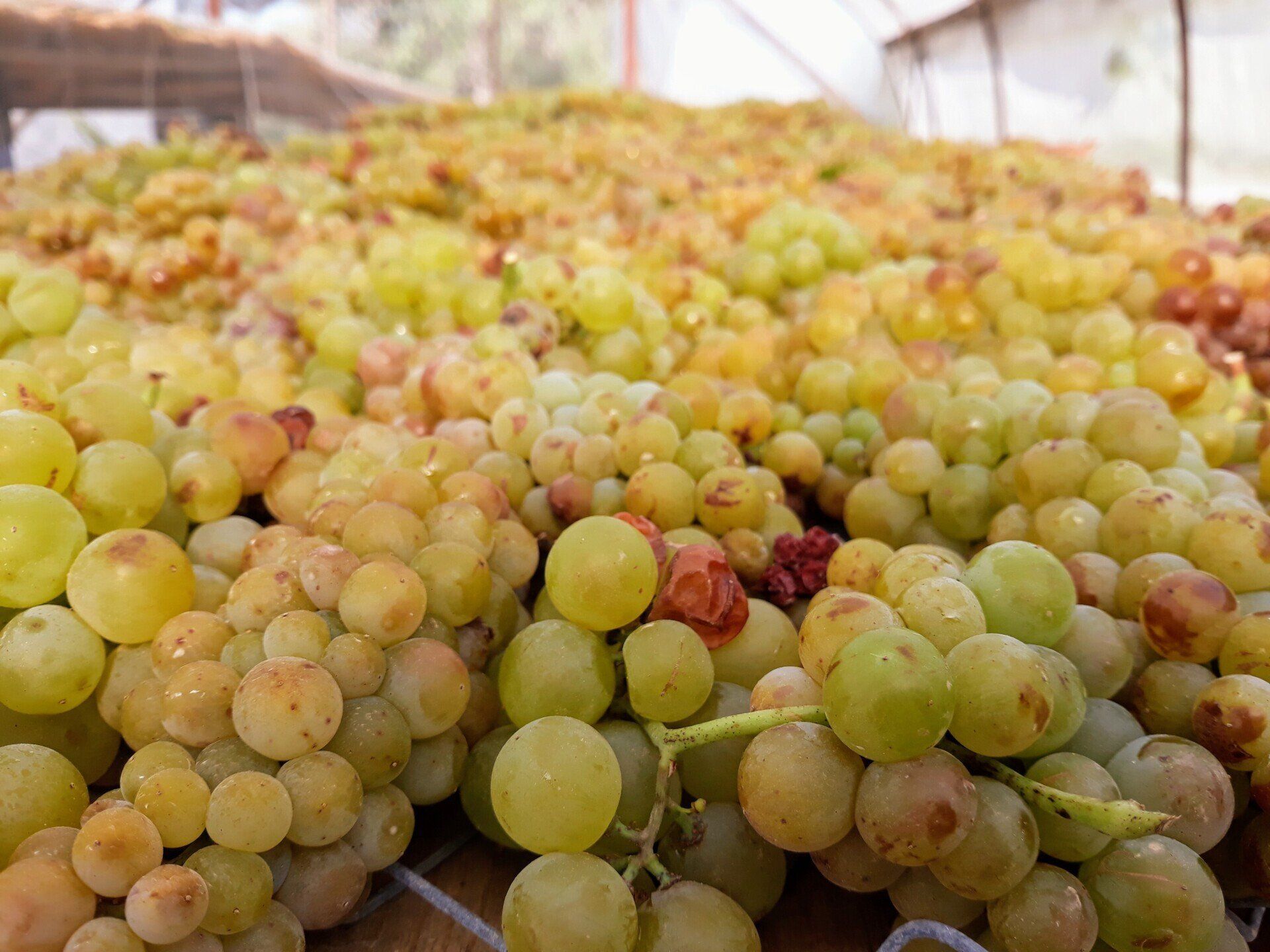 azzaro vini