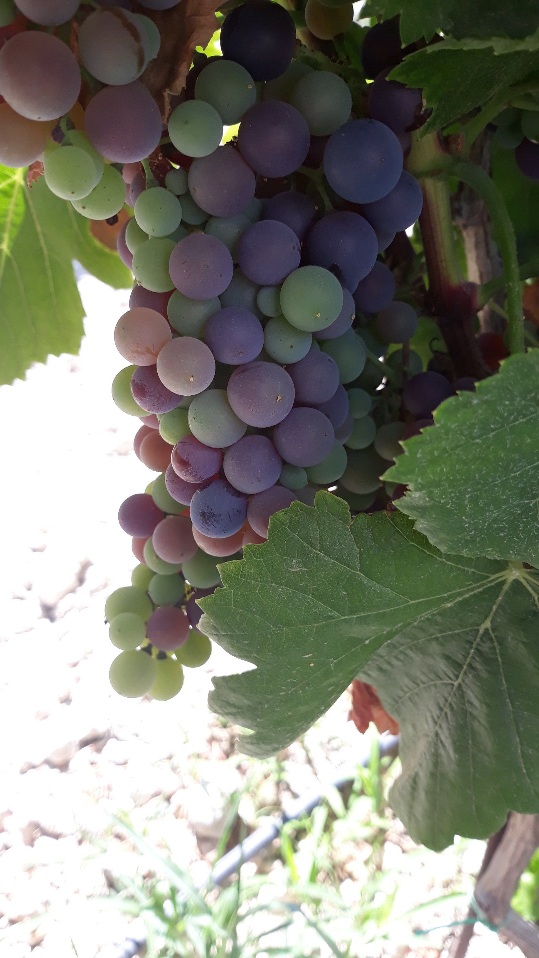 produzione vino