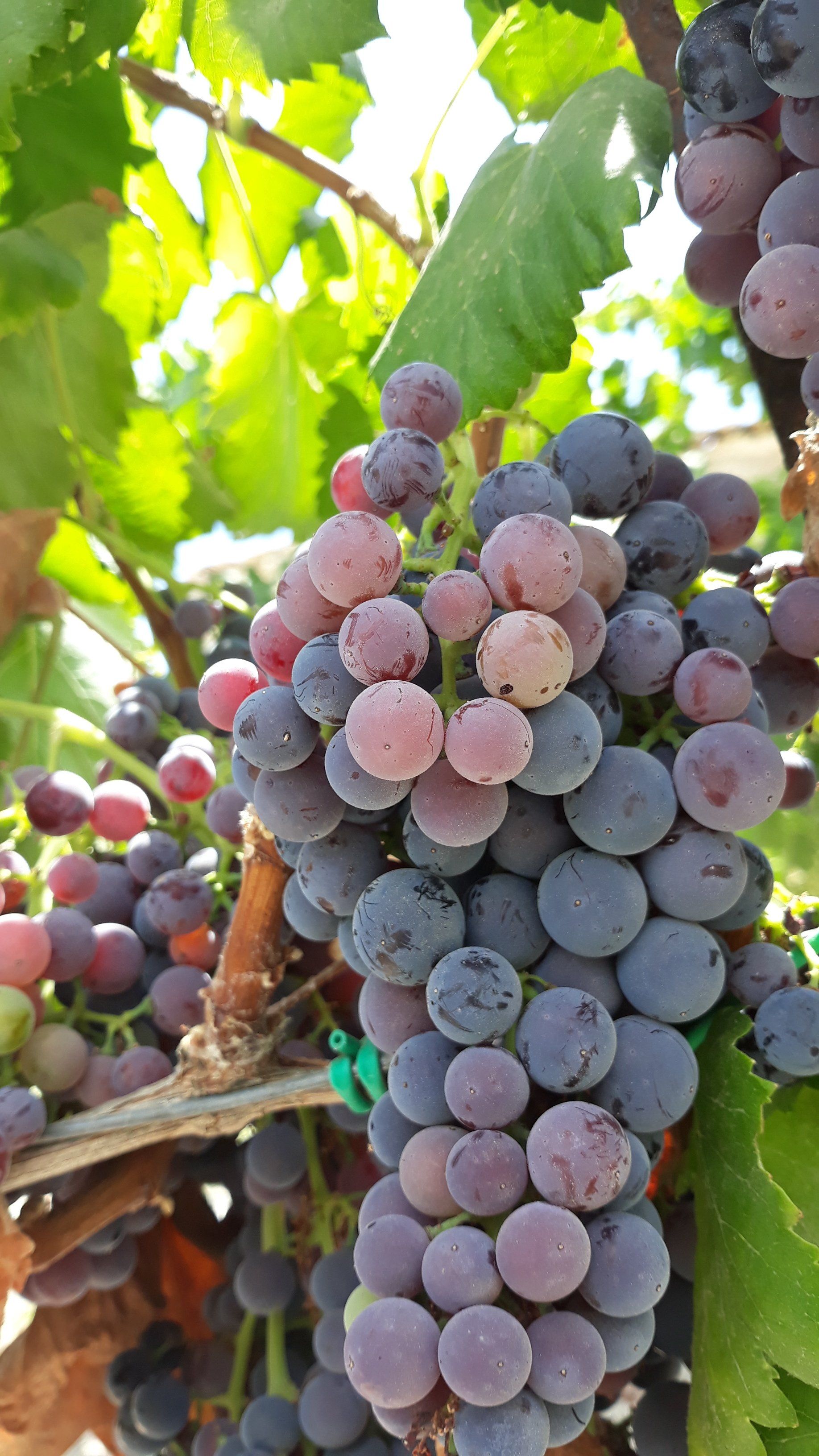 azzaro vini