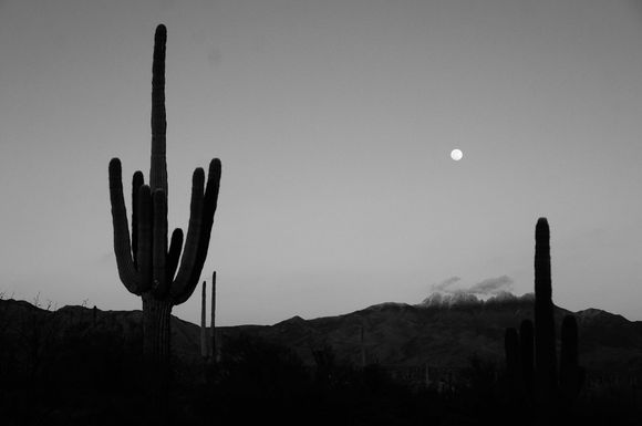 A black and white photo of a saguaro cactus with a full moon in the background